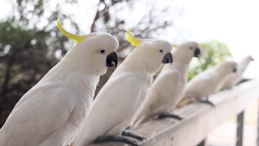 Group of cockatoos perched on a fence