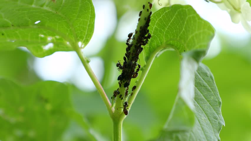 Aphids, black fly (black bean aphids, blackfly) and ants on leaves of a broad bean plant in the garden close up