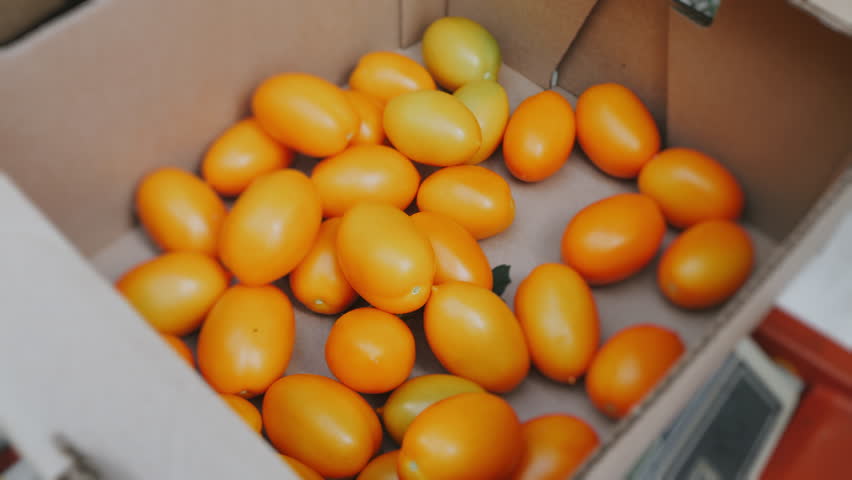 Close view of yellow cherry tomatoes being sorted into a cardboard box during greenhouse harvest, fresh produce in clean agricultural environment.