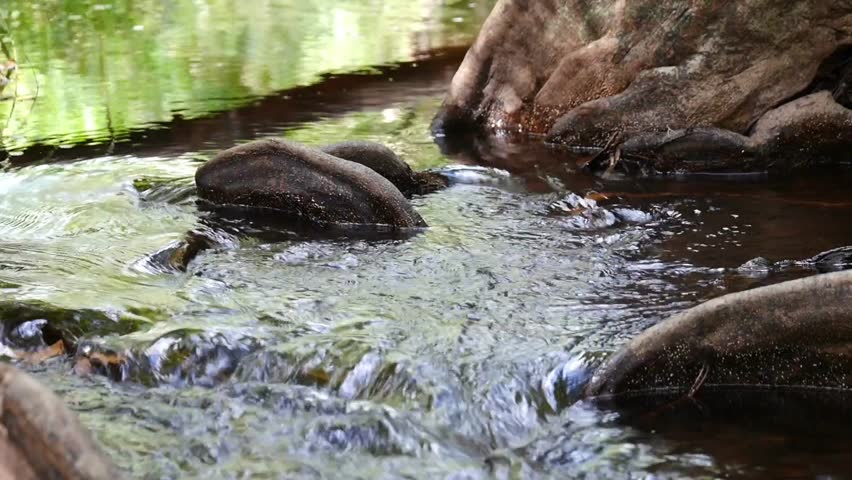 river in the middle of a green forest, silent river in the forest, green forest with a winding river cutting through it, sunlight streaming through the canopy of trees