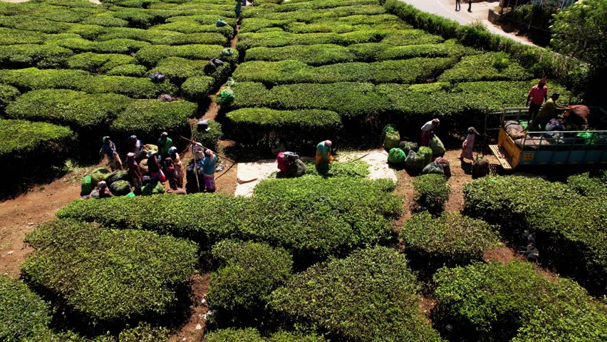 Aerial view of tea plantation rows with woman worker collecting tea, Munnar, India. Beautiful green landscape Of Munnar Tea Plantations, Kerala, South India