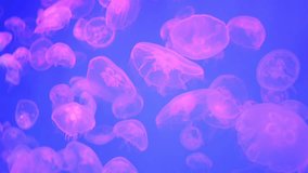 Vibrant Underwater Jellyfish Dance in a Palette of Purple and Blue Colors with Grace and Elegance - Powered by Shutterstock - Get 15% off with code: PIKWIZARD15