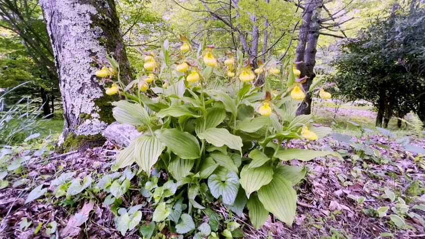 Yellow Lady Slipper Flower in May near Boone NC, North Carolina