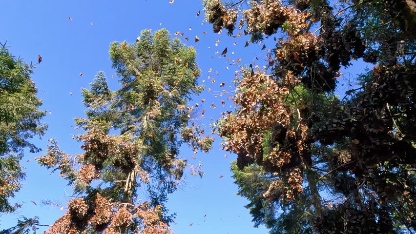 Monarch Butterflies flying off a tree during migration season