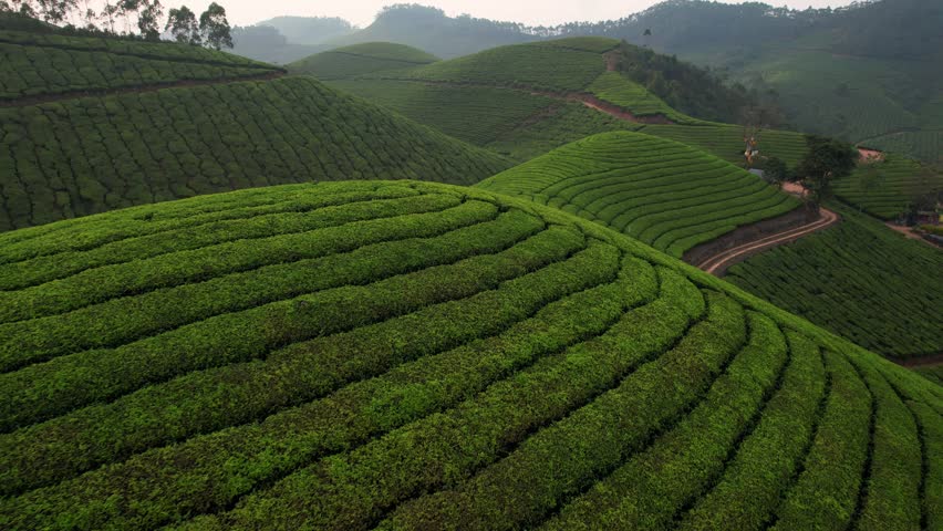 Beautiful green landscape Tea Plantations of Munnar, Kerala, South India, Aerial View. 