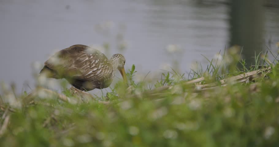 Limpkin bird wading along shoreline 