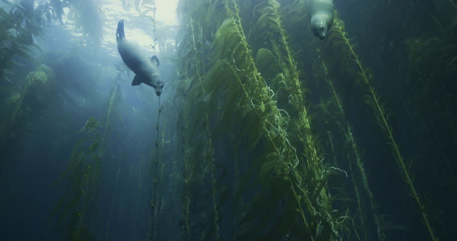 California Sea Lions swimming in the kelp forest
