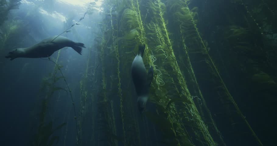 California Sea Lions swimming in the kelp forest