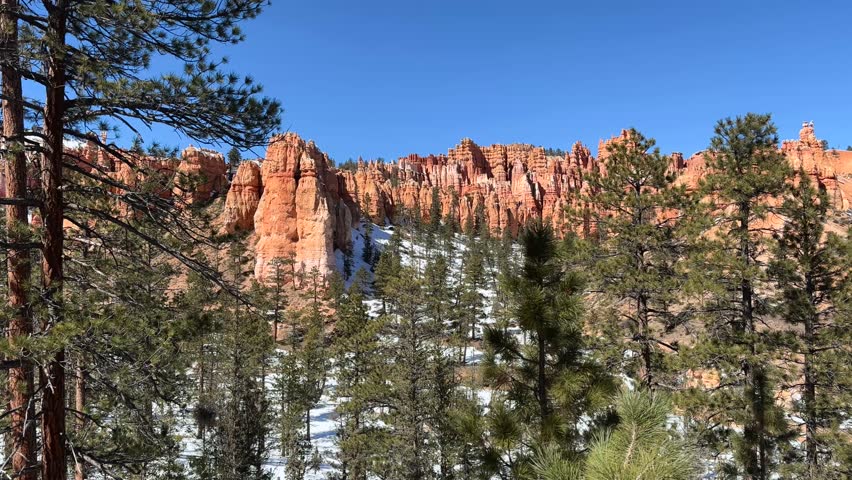 Beautiful snow-covered pine trees in the foreground, with a view of the distinctive red rock formations and hoodoos of Bryce Canyon in the background. Looking up from the canyon floor - Utah, USA