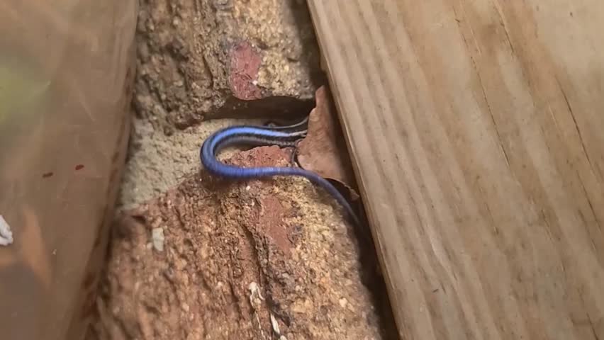 A video of a five lined skink trying to hide between cracks of a bricks.
