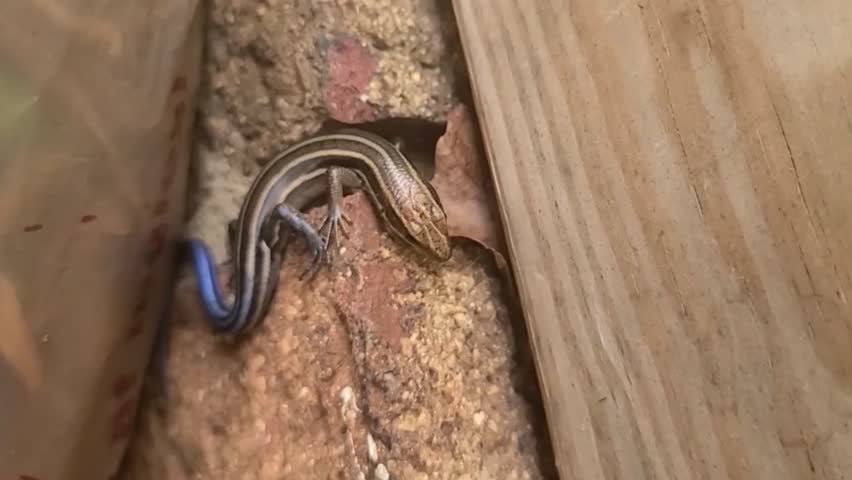 A video of a five lined skink trying to hide between cracks of a bricks.