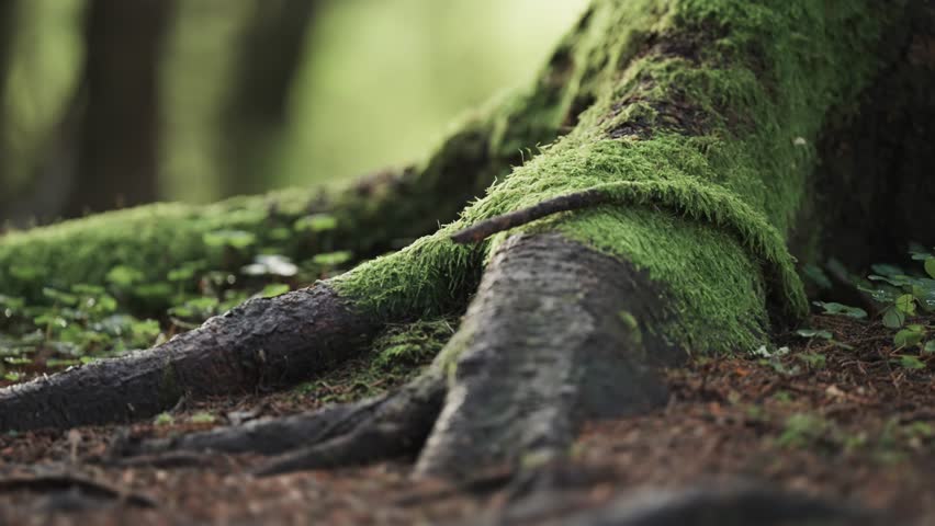 The timeless beauty of nature in the moss-covered roots of an ancient tree in contrast with tiny plants growing nearby. Parallax video.