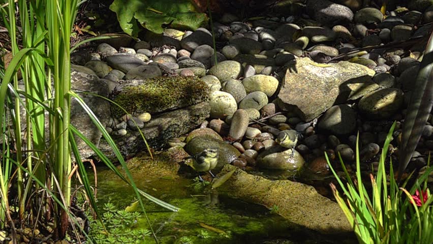 two blue tits dring from a pond. one flies off in super slow motion