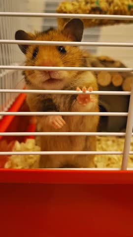 A funny golden Syrian hamster stands in a red cage with sawdust, leaning on a grate
