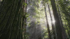 Magical foggy forest with huge redwood trees. Morning sun breaks through redwoods tree trunks making sunrays in the fog. Redwood National Park, California, United States - Powered by Shutterstock - Get 15% off with code: PIKWIZARD15