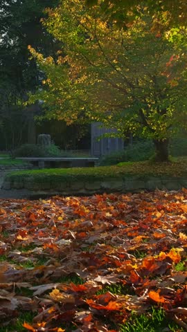 Golden autumn fall October in famous Munich relax place - Englishgarten. English garden with fallen leaves. Munchen, Bavaria, Germany. Camera pan