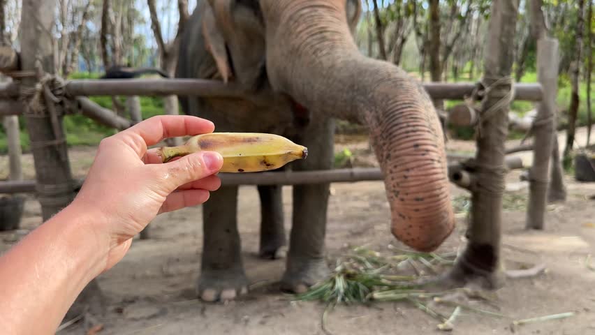 Woman feeding an Elephant with banana