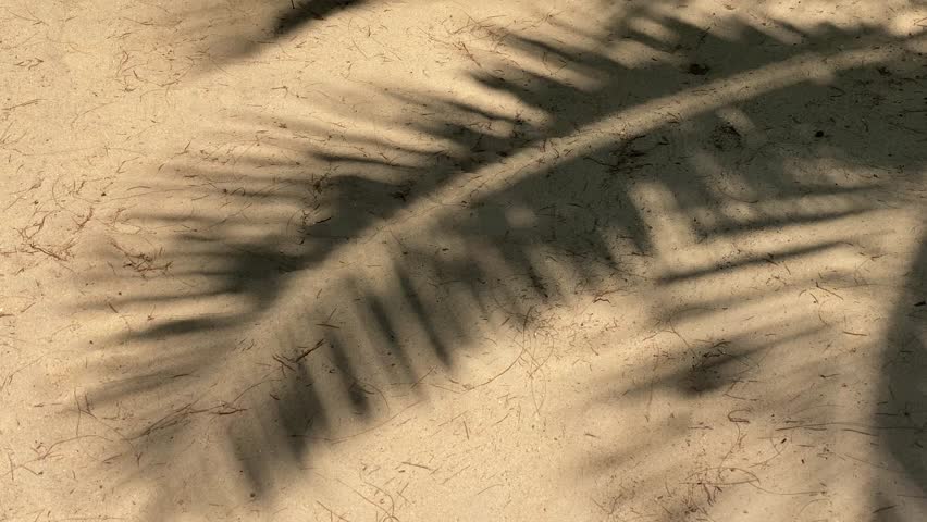 Shadows of palm tree on sand during sunny day