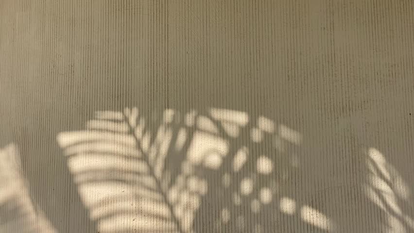 Shadows of palm tree on the wall in sunny day