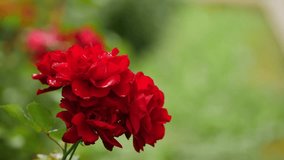 Flowers after a rainstorm. Bush of red roses in the rain. Water drops on green leaves - Powered by Shutterstock - Get 15% off with code: PIKWIZARD15