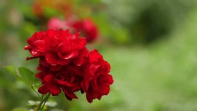 Flowers after a rainstorm. Bush of red roses in the rain. Water drops on green leaves - Powered by Shutterstock - Get 15% off with code: PIKWIZARD15