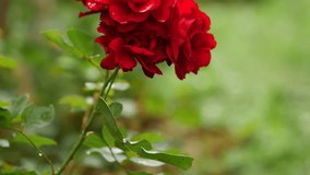 Flowers after a rainstorm. Bush of red roses in the rain. Water drops on green leaves - Powered by Shutterstock - Get 15% off with code: PIKWIZARD15