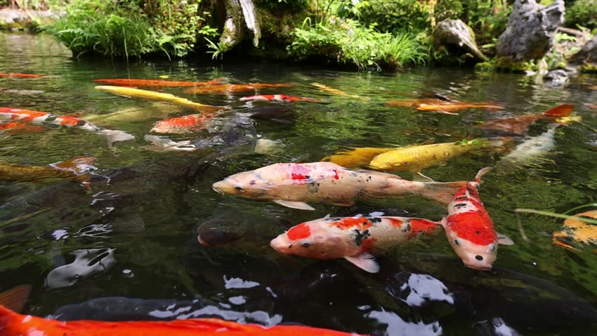 Japanese koi pond full of colorful Goldfish and Koi carp, Japanese garden with koi fish swimming in fresh water. Travel in Japan
