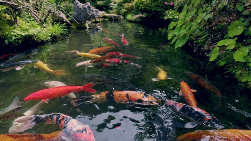 Japanese koi pond full of colorful Goldfish and Koi carp, Japanese garden with koi fish swimming in fresh water. Travel in Japan