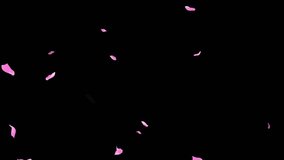 Loop Pink Petals Falling, Black Background, white Background, blue Background - Powered by Shutterstock - Get 15% off with code: PIKWIZARD15
