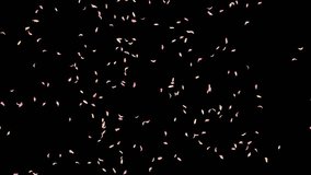 Flower petals explosion on white, blue, black background.  - Powered by Shutterstock - Get 15% off with code: PIKWIZARD15