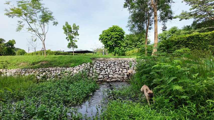 French bulldog walking in the forest stream