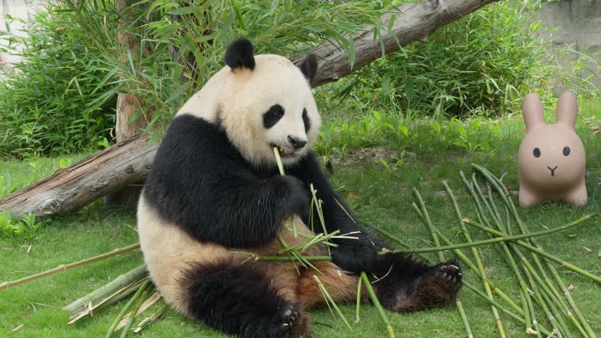 cute panda eat bamboo on the ground