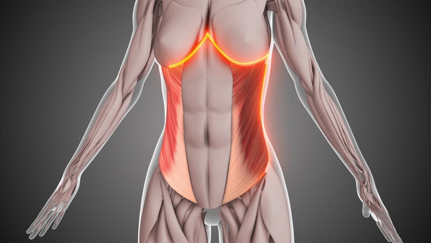 Abdominal external oblique muscle anatomy