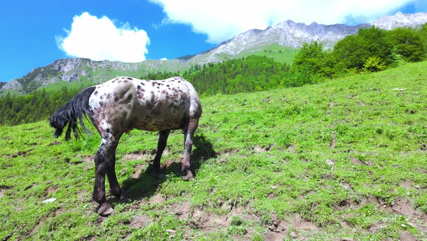 A horse grazes in the mountains on on the Bergamo pre-Alps in Italy