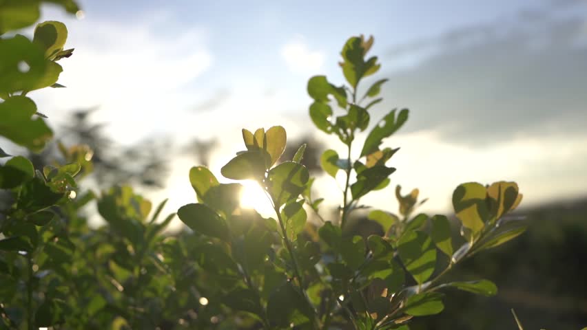 Close-up of growing Yerba Mate leaves in sustainable plantation for commerce. Evening sunlight. Argentina, Misiones. Santo Pipó.