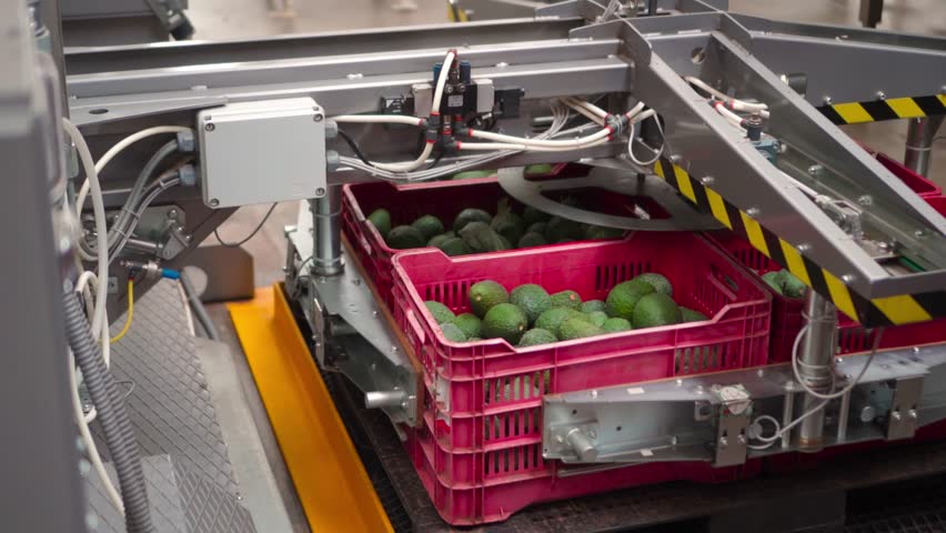 AVOCADOS PACKING HOUSE TECH IN MICHOACAN 1
