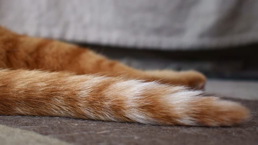 Ginger cat moving tail. Cat sitting on the old carpet or rug with lots of hair and scratches. How to remove pet hair and pulled treads snags on rug. 