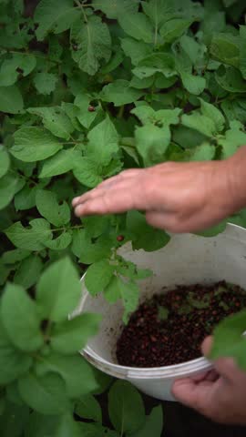old woman collects Colorado potato beetles in a plastic bucket