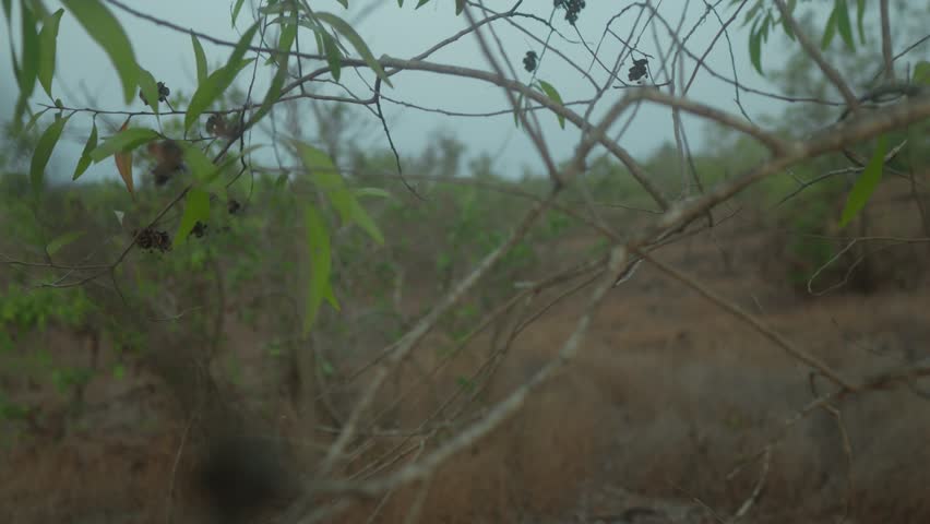 Close-up view of sparse branches and twigs in a natural setting, with a hazy background of dry vegetation