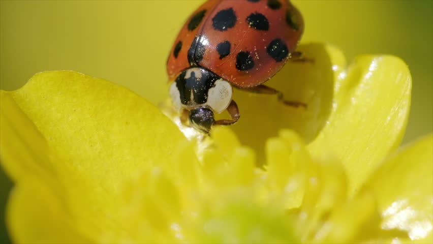 Super close-up shot of a ladybug cleaning itself on a buttercup flower in slow motion