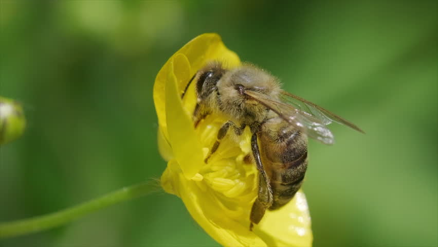 European honey bee taking off from a yellow buttercup flower in slow motion