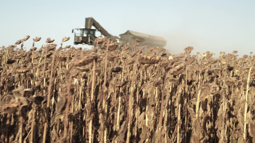 Future Farming. Futuristic Combine harvesting sunflower