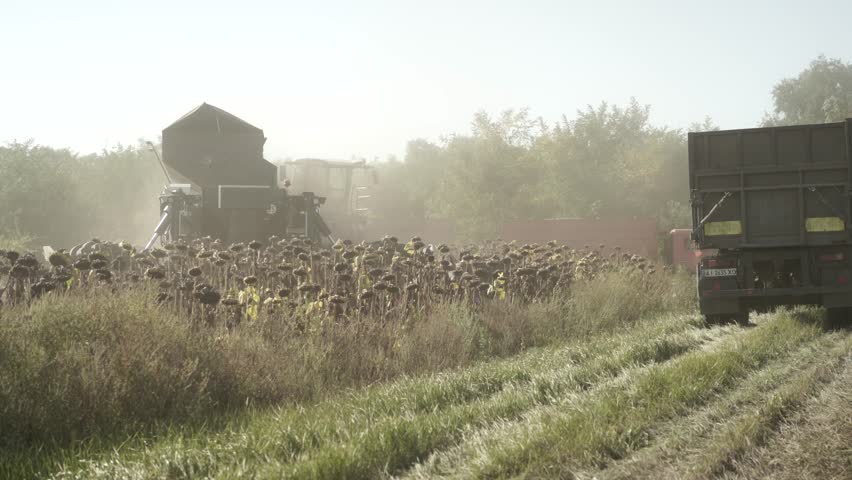 Future Farming. Futuristic Combine harvesting sunflower