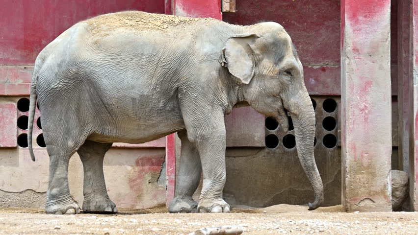 A elephant walking on the ground in Terra Natura zoo in Benidorm, Spain