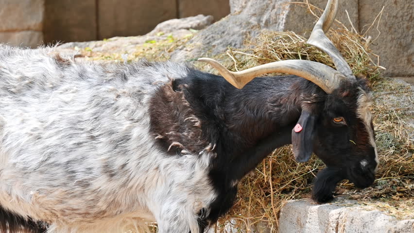 A goat eating hay in Terra Natura Zoo in Benidorm, Spain