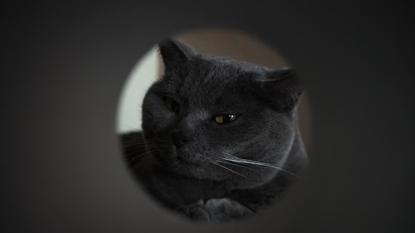 Purebred British domestic cat yawns showing sharp fangs. Curious short-haired pet with green eyes peers from inside tube studying space with attention. Charming gray pussycat discovers new object