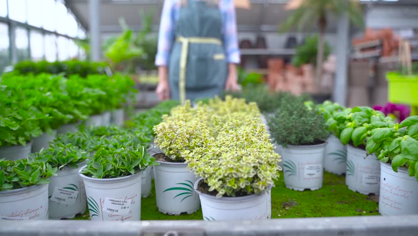 smiling woman smell aromatic spice herbs on nursery background, spring garden concept
