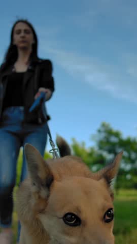 A girl leading her dog on a leash in the park. Sunny evening, walk with your beloved pet. Beautiful young girl in jeans t-shirt and blouse. Outbred red dog with protruding tongue. Slow motion Vertical