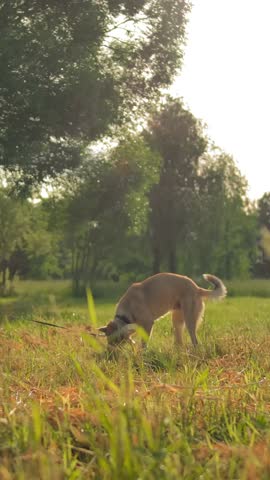 Woman is training her outbred dog in a park. He sniffing and looking for something in the grass. girl stroking a dog. Obedient dog concept. Evening at sunset park. Smooth slow motion camera Vertical