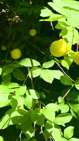 Plum branch with ripe fruit in the garden. Prunus salicina.